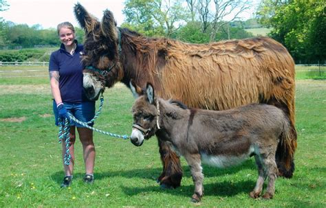 large  group  donkeys    charity horse hound