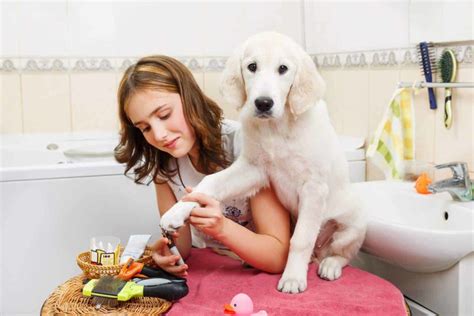 pamper pup  luxury dog spa treatments  mud baths