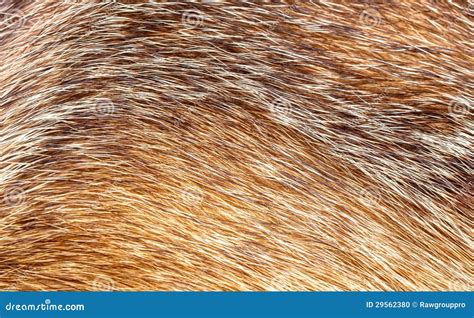 fur texture stock photo image  wild beautiful brown