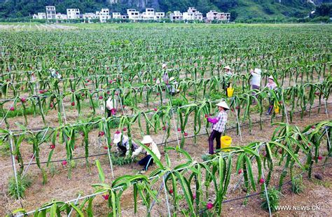 obstbauern  suedchina erwarten gesteigertes einkommenchinaorgcn