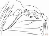 Salamander Coloring Pages Cheeked Northern Gray Color Printable Getcolorings Drawing Axolotl Animal sketch template