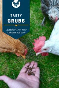 tasty grubs  healthy treat  hens  love backyard chicken