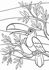 Tukan Kolorowanka Kolorowanki Toucan Toekan Uccelli Coloritura Tucano Pagine Sveglio Oiseaux Coloration Weinig Kleurende Vogels Petit Druku Vögel Ptak Nettes sketch template