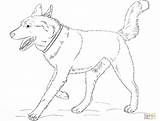Husky Coloring Pages Dog Realistic Siberian Baby Printable Alaskan Malamute Print Color Running Greyhound Colouring Colorings Puppy Getcolorings Book Online sketch template