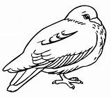 Pigeon Duif Bestcoloringpagesforkids Kleurplaten Hoatzin Kinderen Afdrukbare sketch template