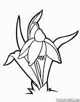 Snowdrop Coloring Pages Flowers Snowdrops Line Da Flower Google Drawings Lily Gif Drawing Bambini Per Colorkid Salvato sketch template