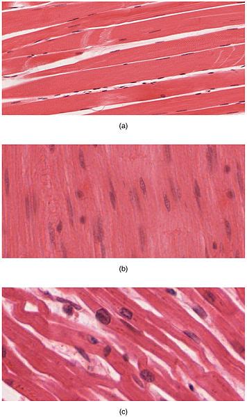 types  muscle tissue