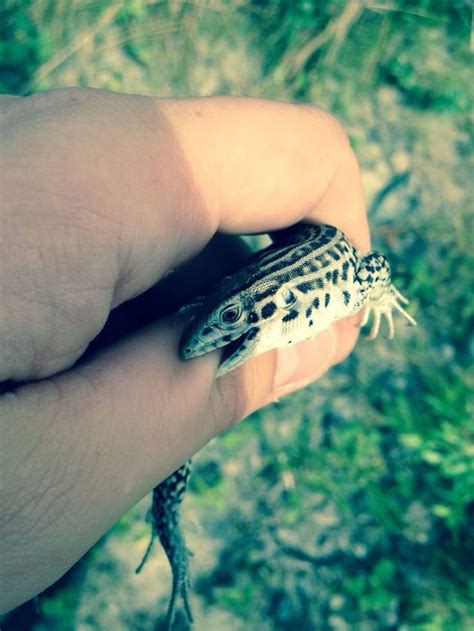 angry colorado checkered whiptail herpetology