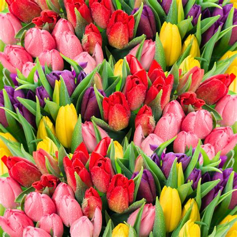 fresh spring tulip flowers nature   creative market