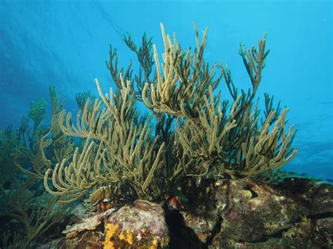 koraal vernield bij aanleg van megapier op curacao duikeninbeeld
