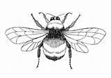 Bee Coloring Bumblebee Outline Bumble Drawing Clipart Bees Line Clip Pages Queen Scientific Patterns Pyrography Library Getdrawings Designs Edupics Cliparts sketch template