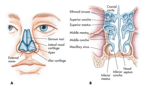 nose nasal cavity  pharynx  nasal cartilages  external