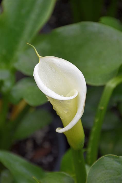 Large White Calla Lily Zantedeschia Aethiopica Large