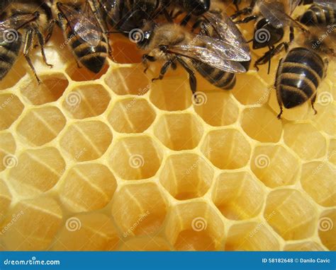 bijen  een bijenkorf stock foto image  nectar nave
