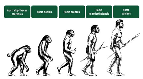 evolution  humans history stages characteristics faqs