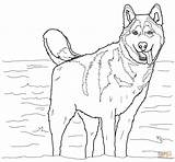 Husky Coloring Pages Siberian Printable Drawing sketch template