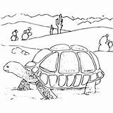 Tortoise Coloring Desert Book Clipart sketch template