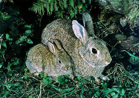 rid  rabbits