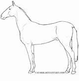 Coloring Horse Akhal Teke Pages Lineart Horses Categories sketch template