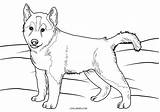 Puppy Husky Siberian sketch template
