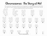 Karyotype Coloring Down Syndrome Male Worksheet Chromosome Sheets Female Pages Biology Choose Board sketch template