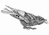 Crouched Corbeau Crow Gebogen Hyssop Raaf Humeurige Moody sketch template