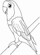 Oiseau Perruche sketch template