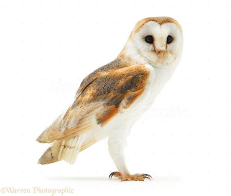 barn owl photo wp