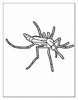 Coloring Mosquito Getcolorings sketch template