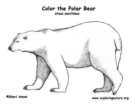 gambar bear polar coloring page book pages bears  rebanas rebanas