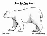 Polar Bear Coloring Pages Color Cute Bears Print Coloringtop Exploringnature Arctic Ice Baby Outline Penguin Printable Printing Getcolorings Exploring Choose sketch template