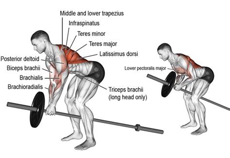 barbell row vs t bar row which is better fitness volt 2023