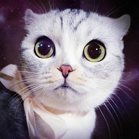 meet hana  japanese kitty    beautiful eyes inspiration