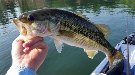 The Different Types Of Bass A Comprehensive Guide