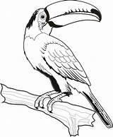 Tucan Toucan Aves Tucano Colorir Arara Uccelli Pássaro Desenhos Desenhar Araras Risco Riscos Parrot Toco Schizzi Esboço Blancodesigns Figuras Bordar sketch template