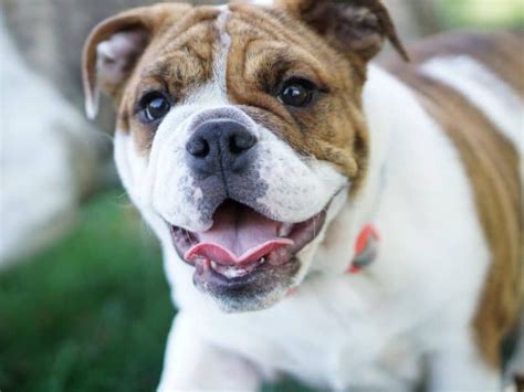 miniature english bulldog dog breed information images characteristics health