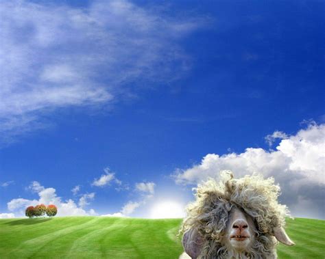 funny spring wallpapers top  funny spring backgrounds
