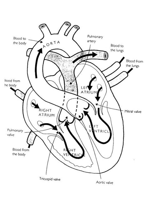 diagram   human heart  labels
