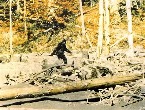 texan    killed bigfoot beast likes pork ribs seattles big blog