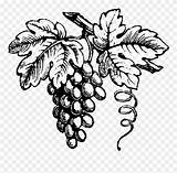 Grapes Grape Drawing Wine Clipart Vineyard Vine Library Drawings Vinyard Pinclipart Report Paintingvalley Clipground Kindpng sketch template