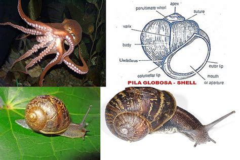 mollusca examples