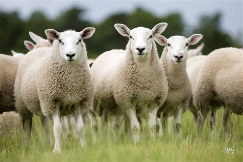 green sheep     scottish scientists set   breed  eco friendly lambs