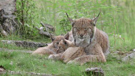 lynx cubs climbing on mothers back laying on grass field mother licking on of cubs stock footage