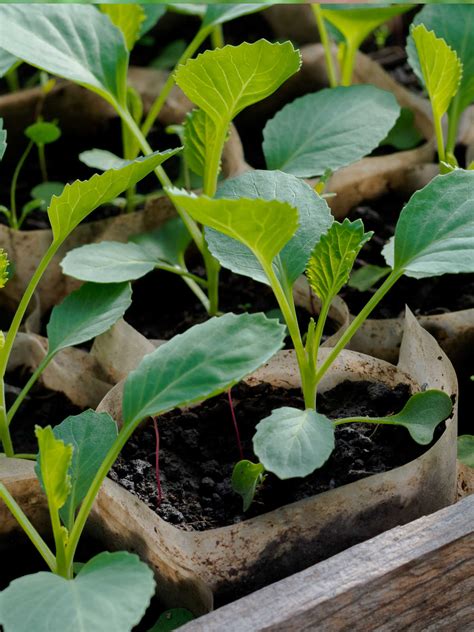 grow cabbage sunny home gardens