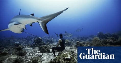 Freediving With Sharks In Roatan Honduras In Pictures