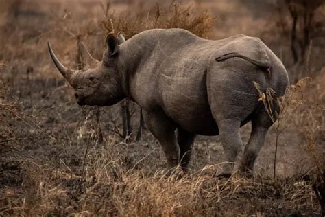 rhinos  tails       daily wildlife