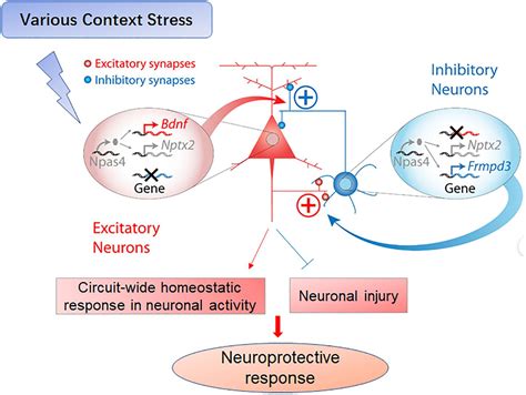 Frontiers Essential Functions Of The Transcription Factor Npas4 In