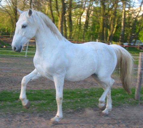 lipicanec lipizzian horse slovenian breed horse horse breeds