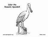 Spoonbill Coloring Roseate Exploringnature sketch template
