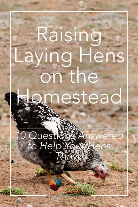the essential guide to raising laying hens for your homestead laying